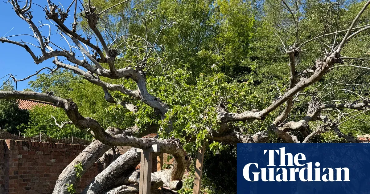 The Mother of All Bramley Apples Needs Saving. Yes, Really.