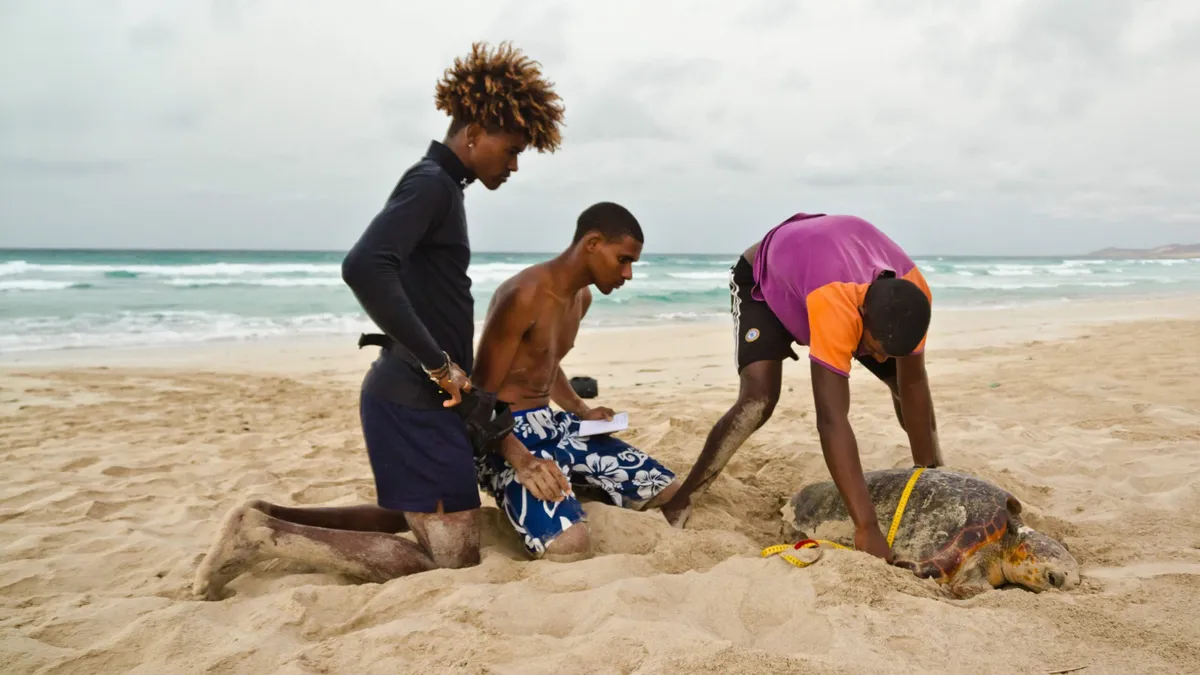 Sea turtle hunters become their protectors in Cabo Verde