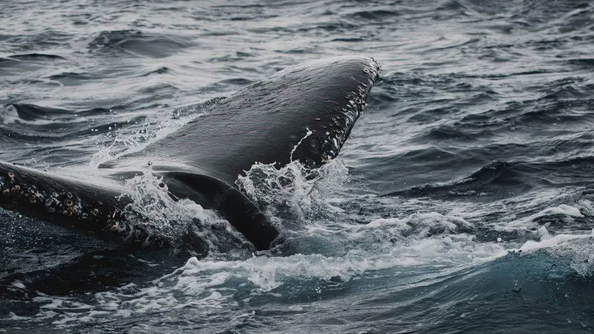Fisherman Captures Whale Jumping Just Feet in Front of His Camera