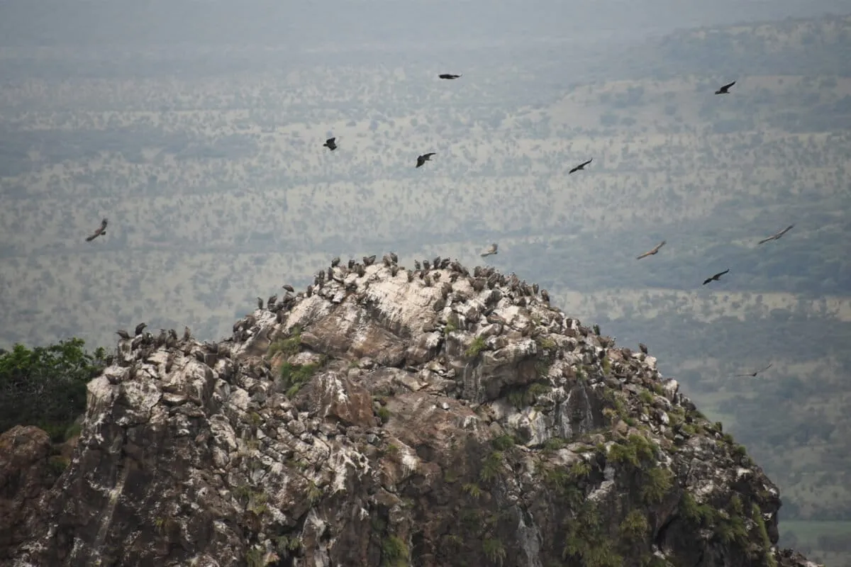 Satellite images reveal hidden vulture colonies across Africa