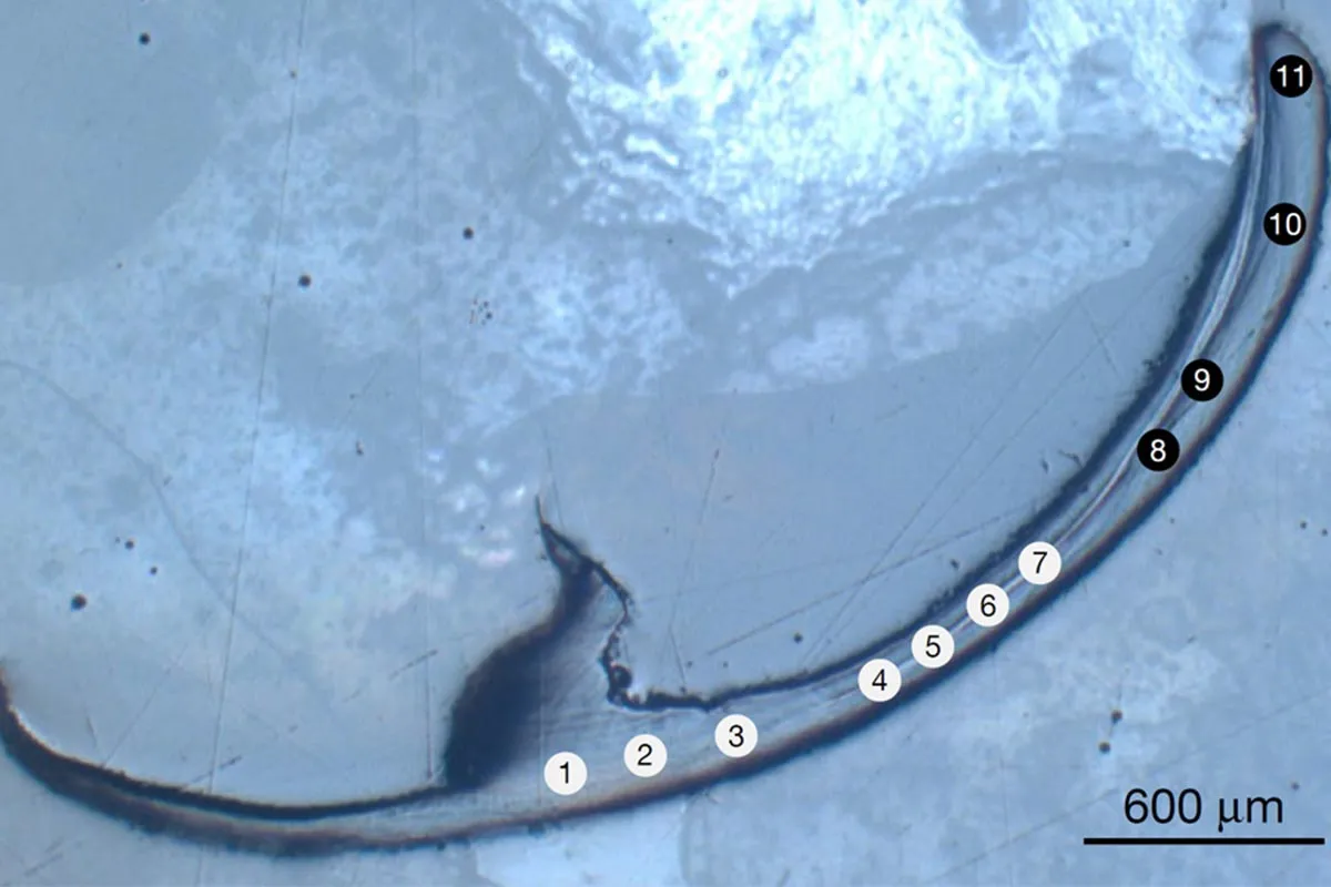 A Sea Worm's Incredible “Bio-Metal” Jaws May Belong to an Entirely New Class of Material