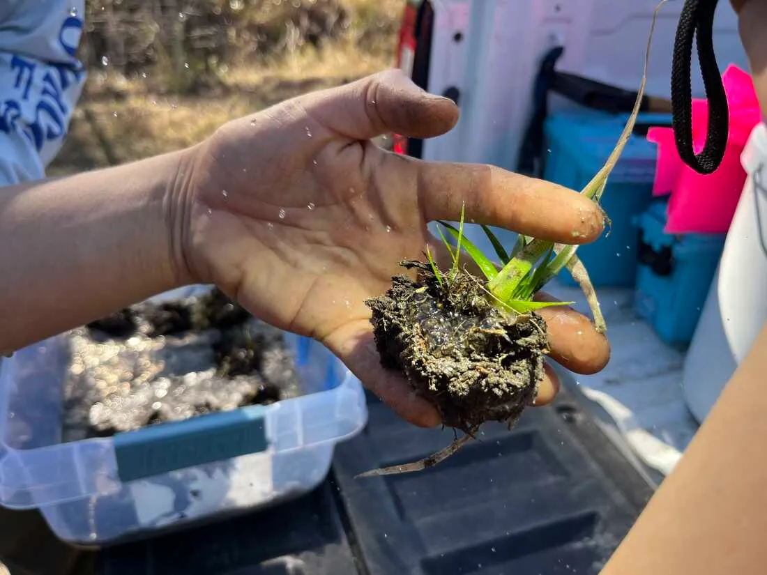 Nicole Dahrouge spritzes a cluster of eggs that's been removed from a wetland to keep them damp.