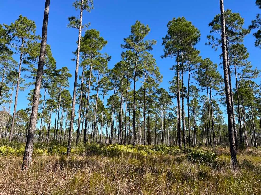 Longleaf pine forests are one of the most endangered ecosystems in the world. They're adapted to regular low-intensity wildfires that clear out underbrush.
