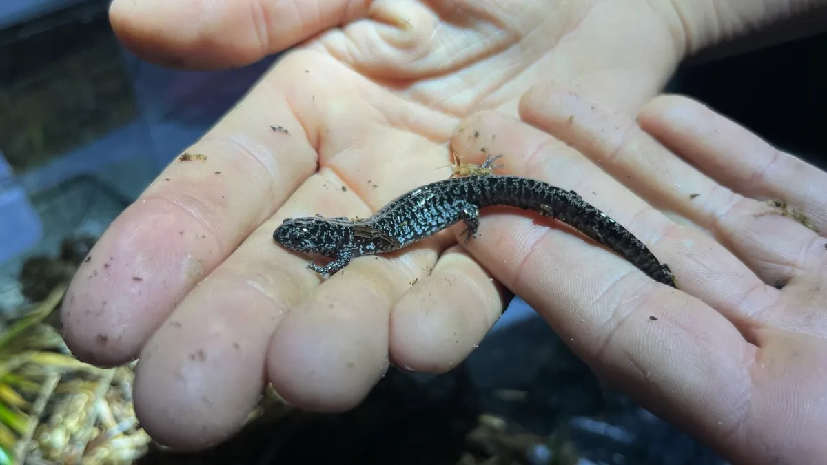 Inside the effort to save one of America's most imperiled salamanders