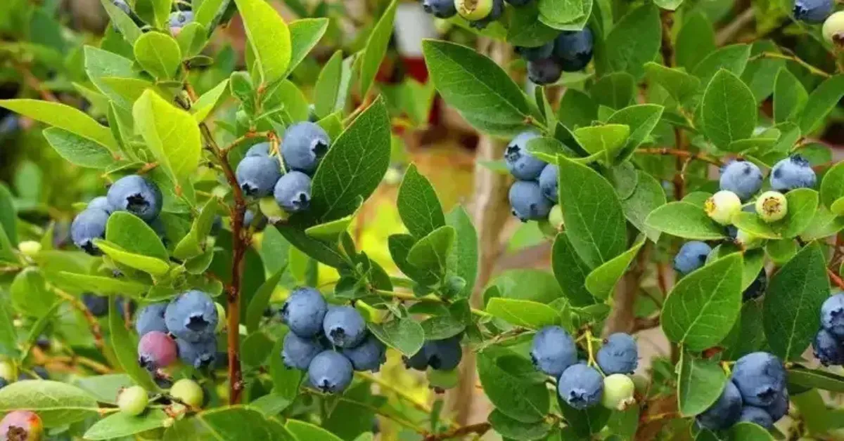 This Endangered Blueberry Relative Was Missing Since 1836 — Scientists Just Found 16 Plants in Arunachal