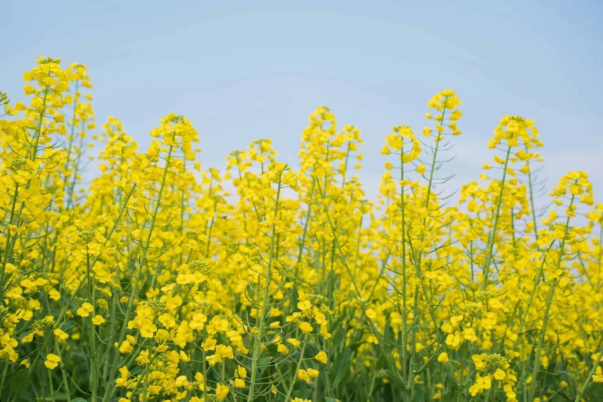 Farmers Found a High-Tech Way to Annoy Slugs (and Save £6M)