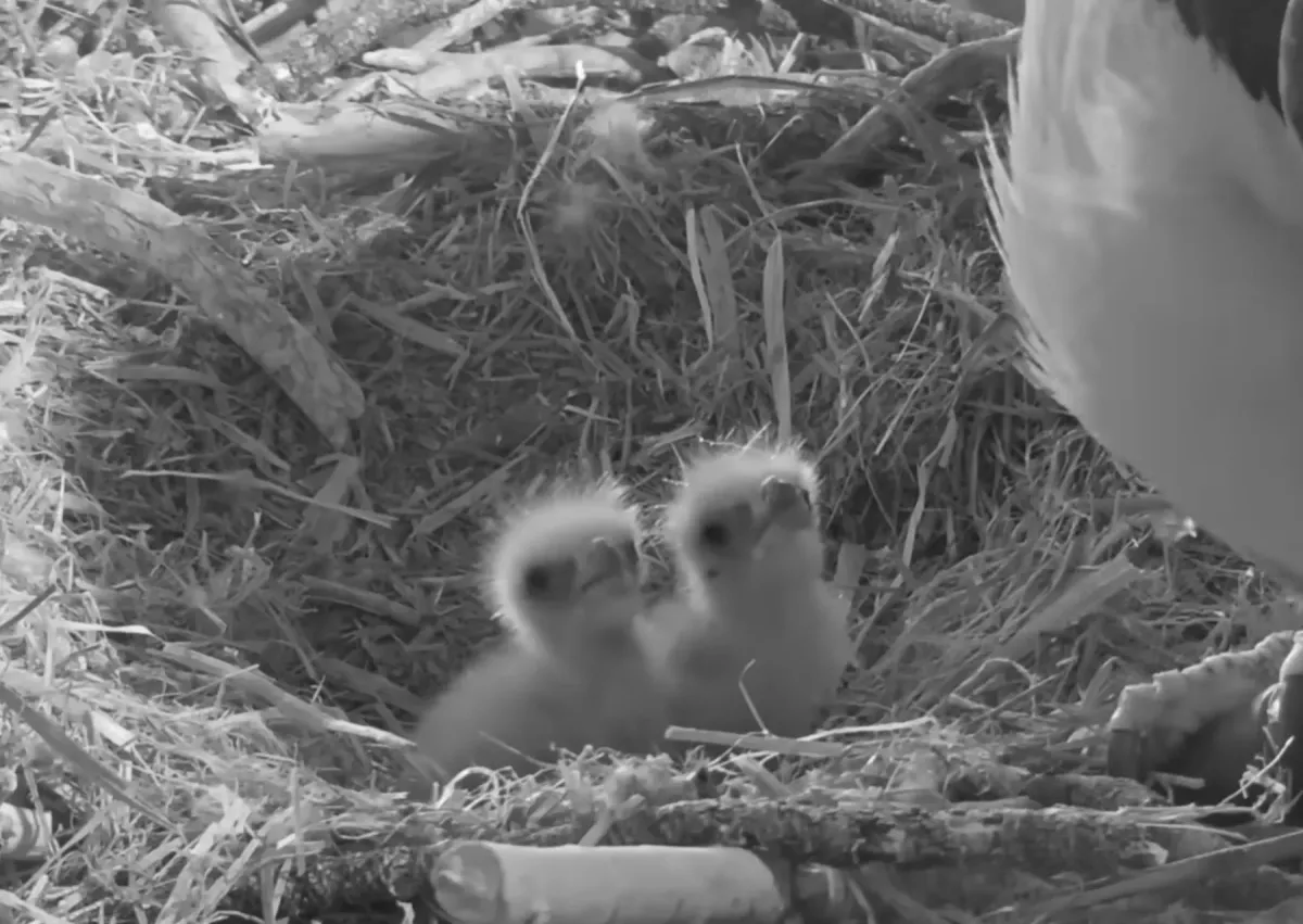 Article illustration