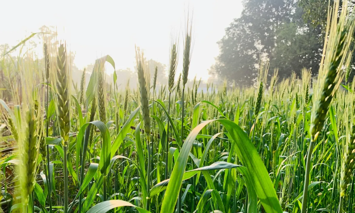 Op-Ed | A New Future for Farming, Food, and Health