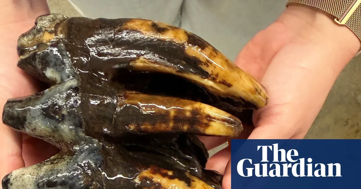 A 10,000-Year-Old Tooth Just Solved a Piece of the Ice Age Puzzle