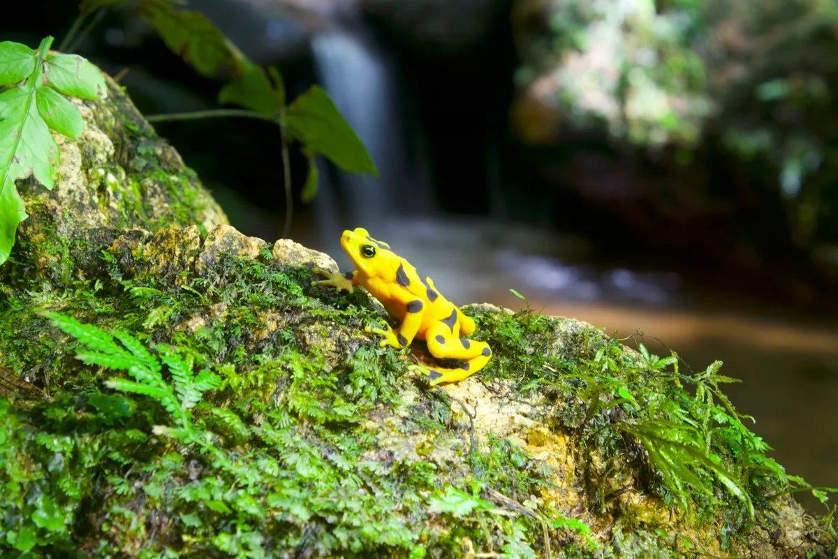 After 16 years in captivity, Panamanian golden frogs return to the wild