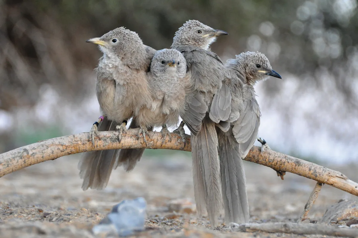Turns Out, Female Animals Are Team Players, Not Just Catty Rivals