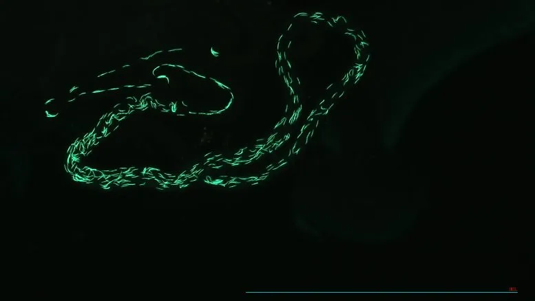 Sperm in the Seminal Receptacle Female