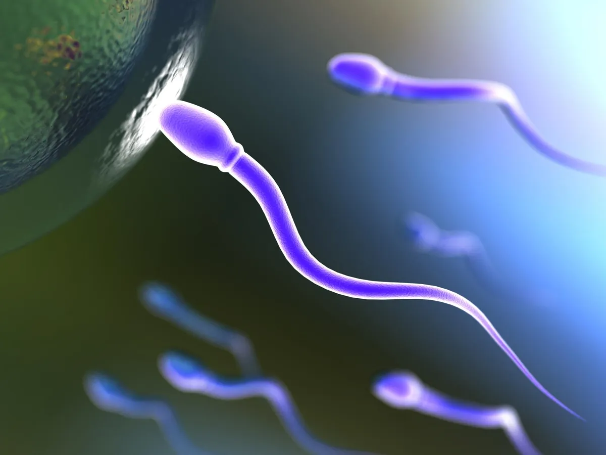 Scientists Say Frequent Ejaculation May Improve Sperm Quality and Fertility