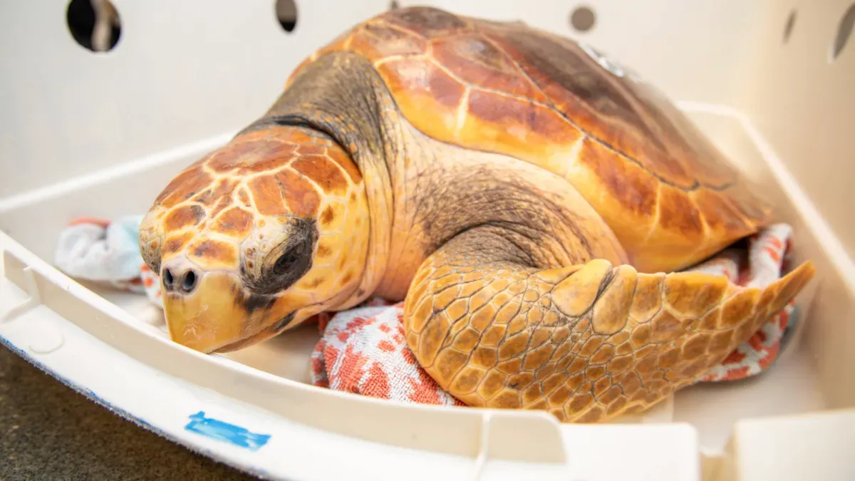 Rescued Sea Turtles Get Seriously Cool Names Like Helvetica and Verdana