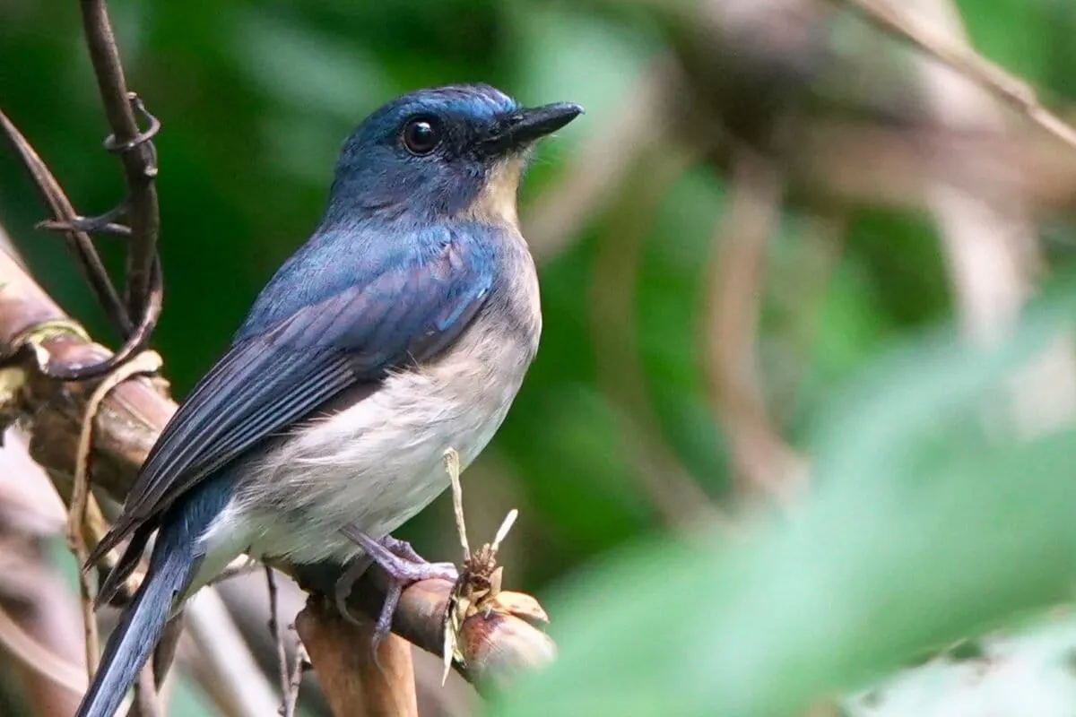 Thought Lost for Decades, Five Bird Species Just Flew Back into View