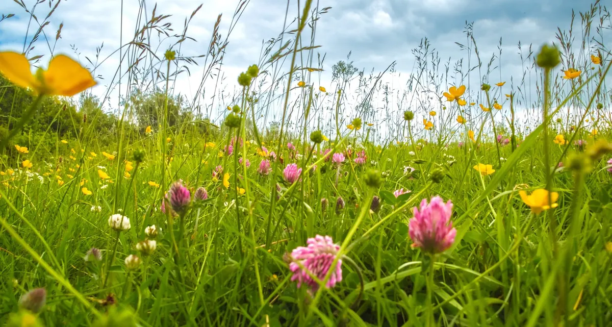 What We’re Reading: No Mow May Gets Wild