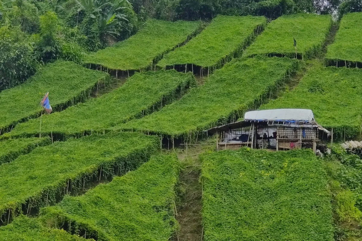 Bamboo Trellises Are Saving Crops in Bangladesh, One Gourd at a Time