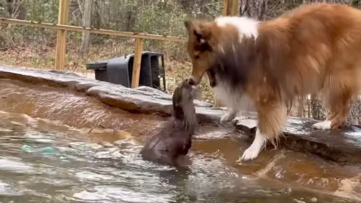 ‘Tag You’re It!’ Sheltie and Otter Play Cutest Game of Tag We’ve Ever Seen