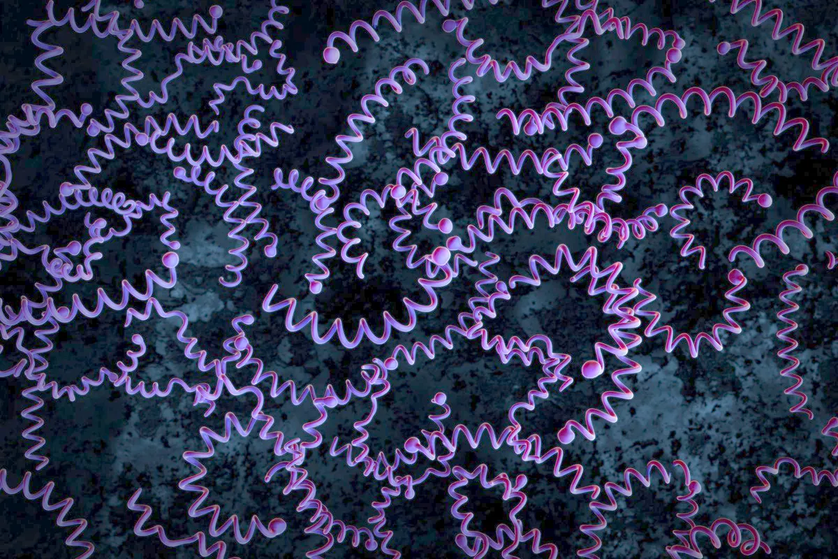 Anthropologists Recover DNA of Syphilis-Causing Bacterium Relative From 5,500-Year-Old Human Remains, the Earliest Ever Found