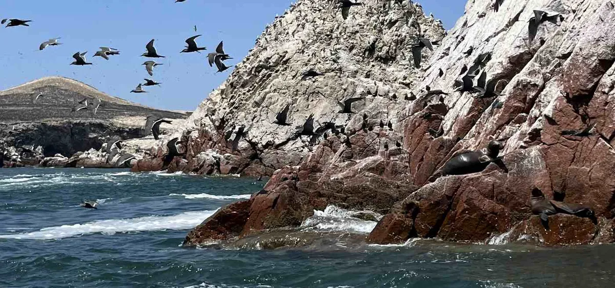 Bird droppings built an ancient coastal empire's wealth