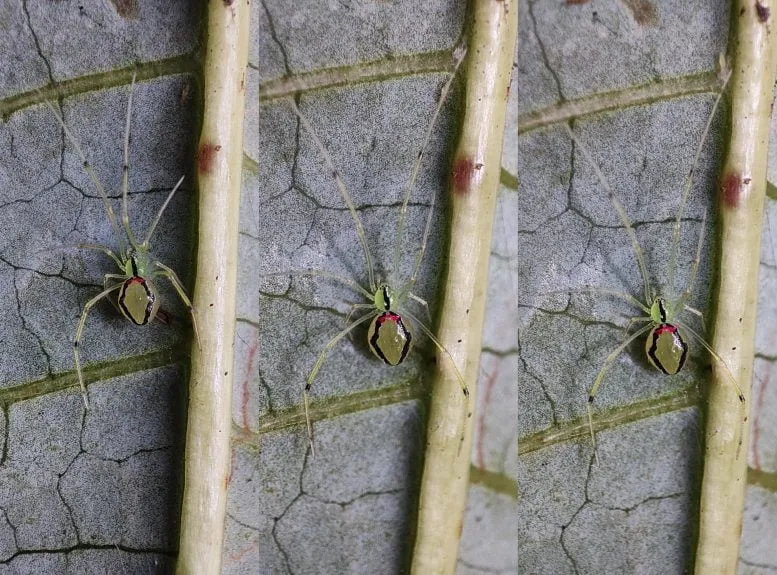 Theridion Himalayana Spider