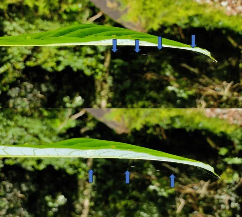 Nest architecture of Theridion himalayana.