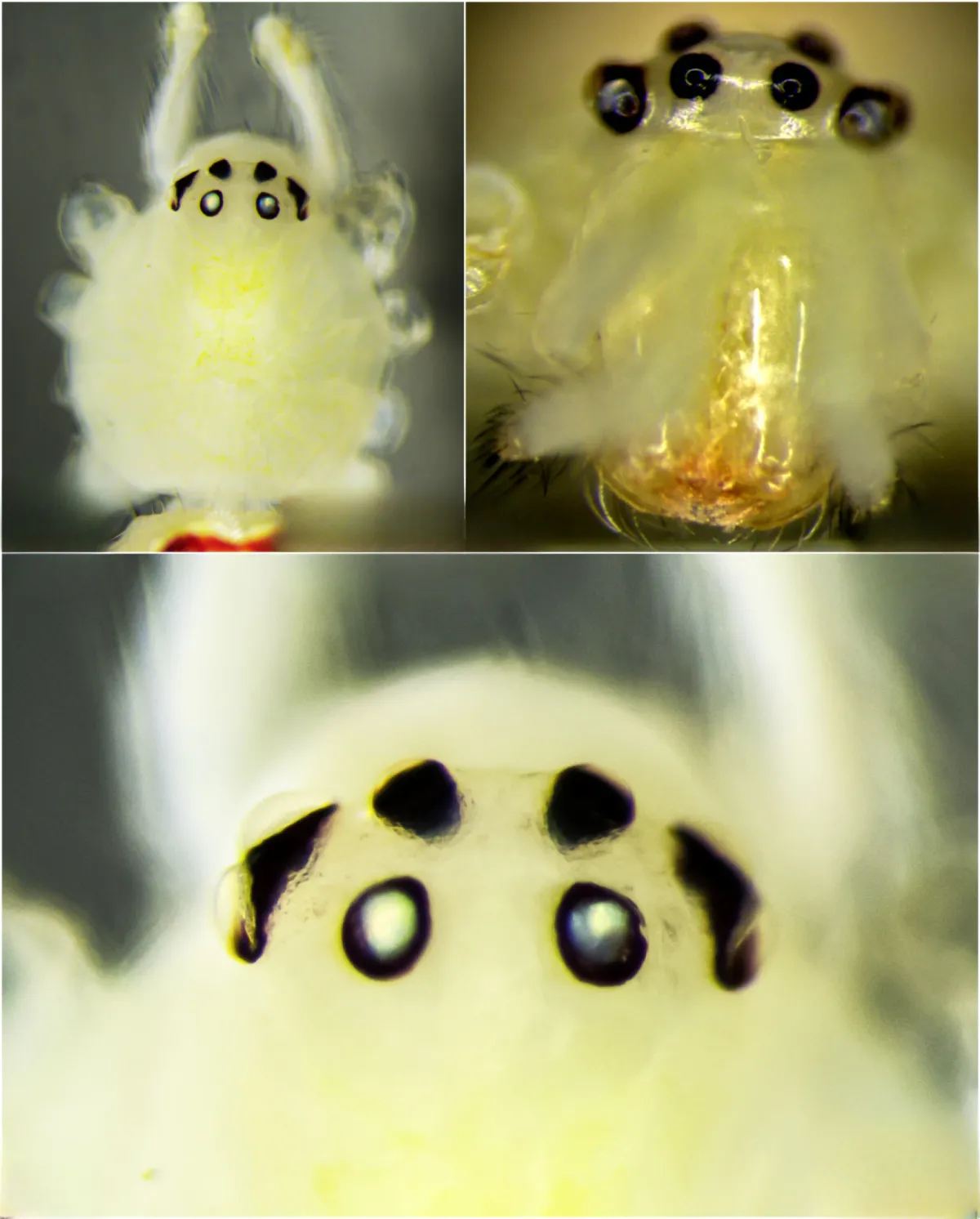 Scientists Just Found a Smiling “Happy-Face” Spider in the Himalayas