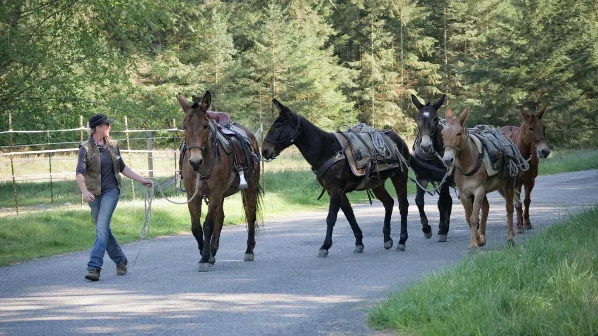 Meet the New Mules Keeping Olympic National Park's Trails in Line