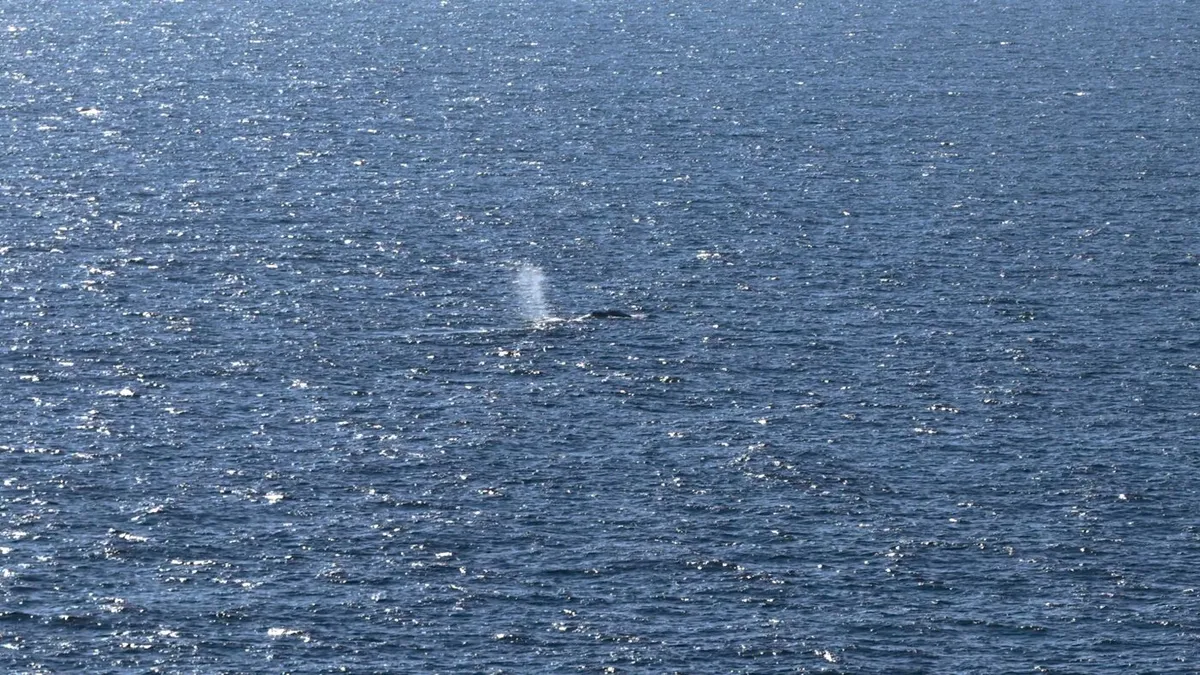 Timmy the Humpback Got a Millionaire-Funded Ride to Freedom