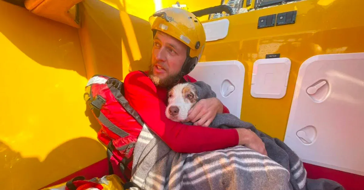 South African rescue crew miraculously saves family dog who was swept out to sea