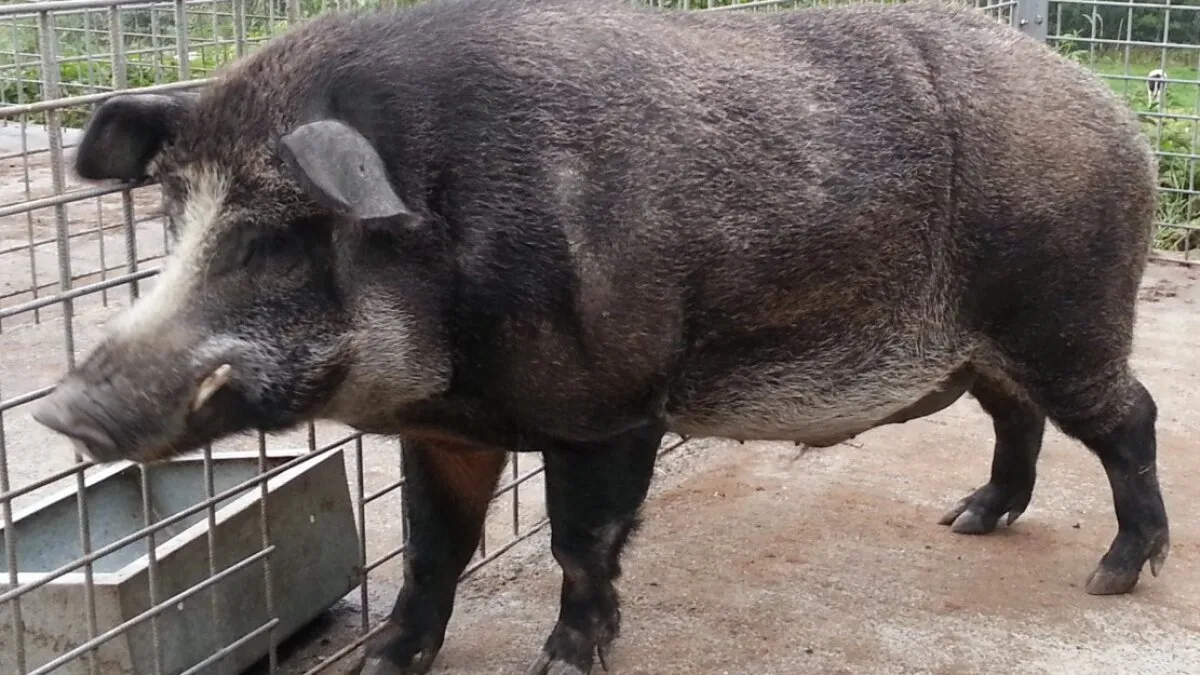 Fukushima's Hybrid Pigs Vanished. Blame Their Moms' Turbocharged Wombs.