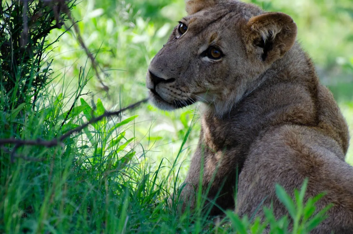 Article illustration