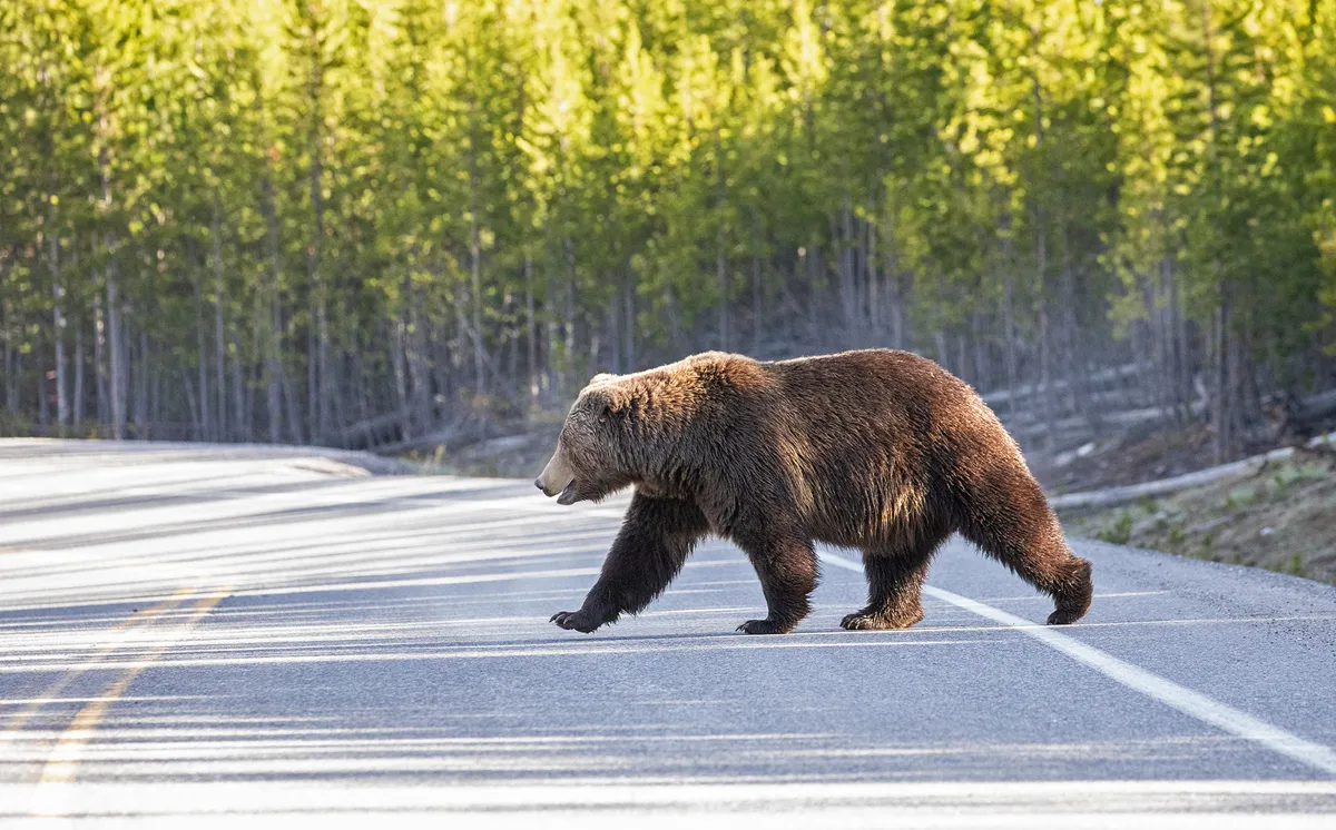 This Canadian Village Loves Its Bighorn Sheep. Its Highway Is Killing Them.