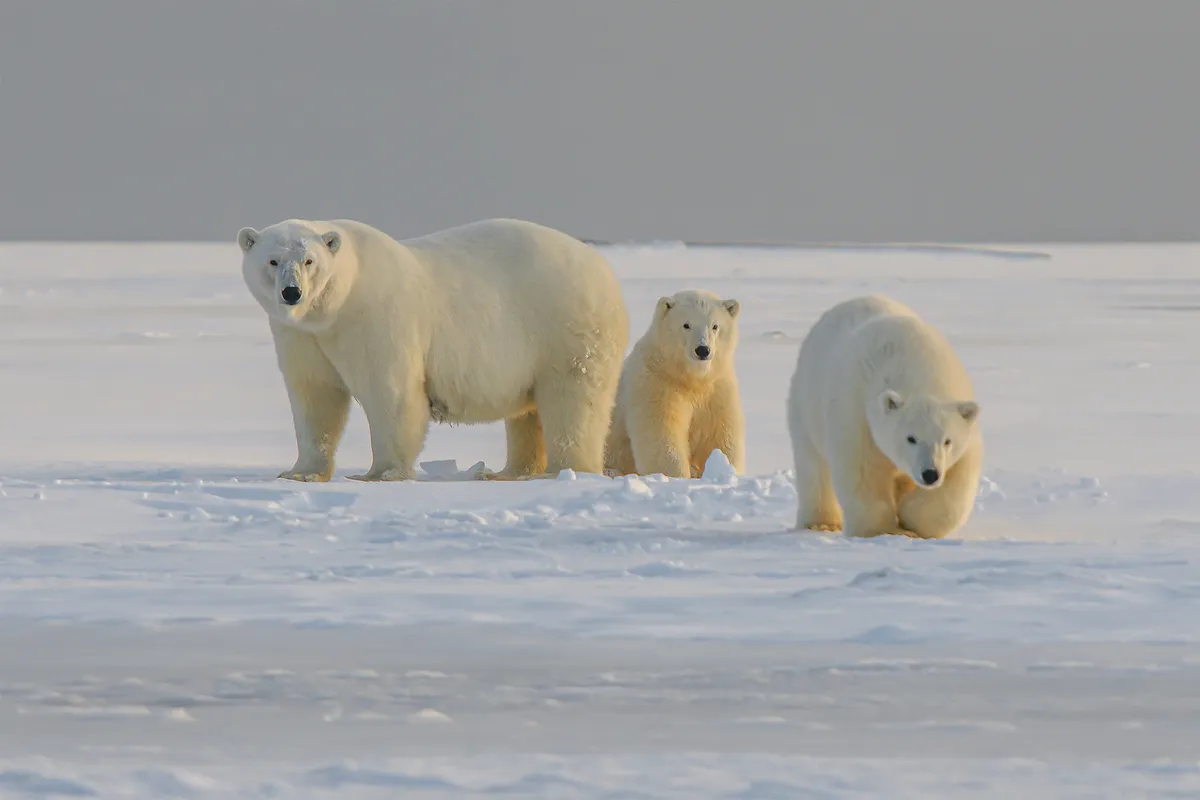 This New 'Bear-dar' System Sees Polar Bears Before They See You