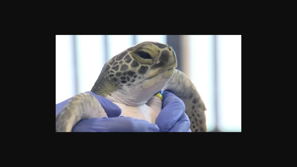 Another sea turtle patient receives care