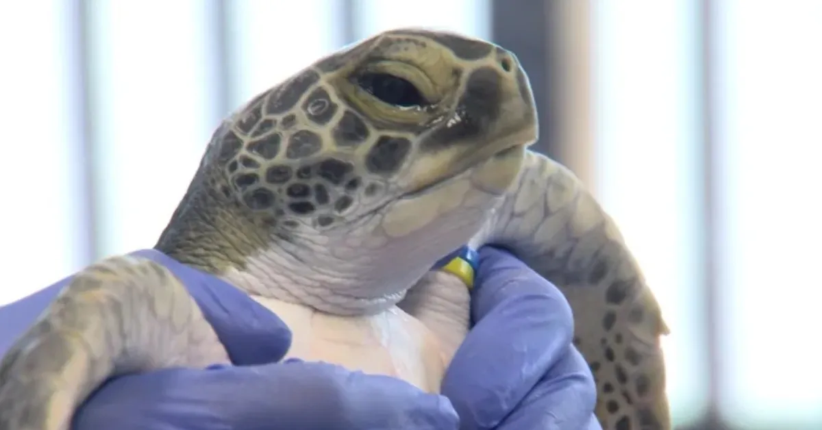 Sea turtle makes dramatic recovery after life-threatening boat strike: 'The most severe case that we've ever seen'