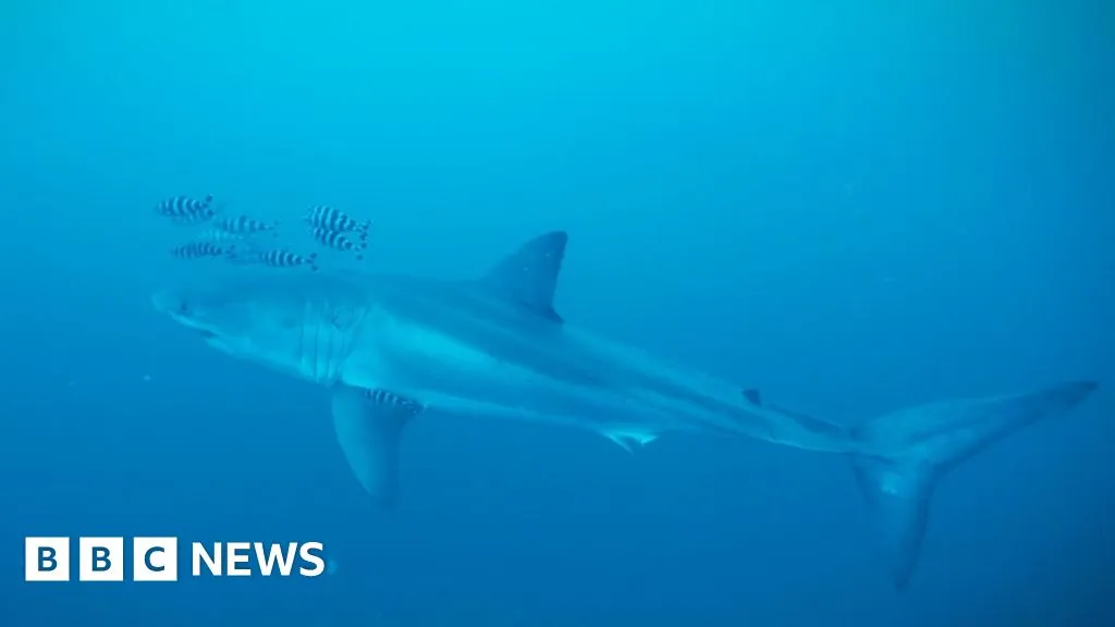 'Pretty special': Diver on filming rare footage of Great White shark in the Mediterranean
