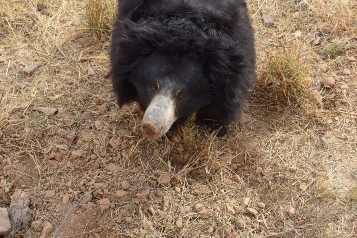 Turns Out, India's Sloth Bears Are Also Expert Gardeners