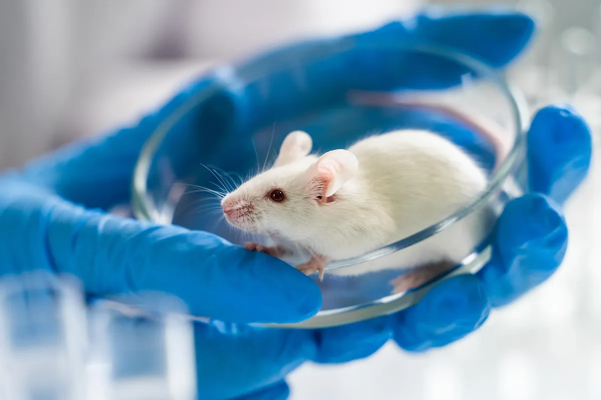 Scientists Turn Mice Transparent to Uncover Obesity’s Secret Effects on Nerves