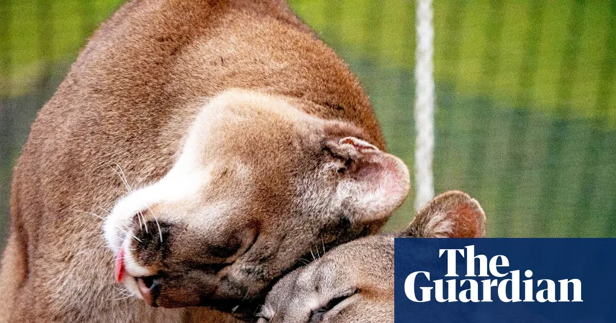 Rescued lynx, rare monkeys, and a peek-a-boo fish make their comeback