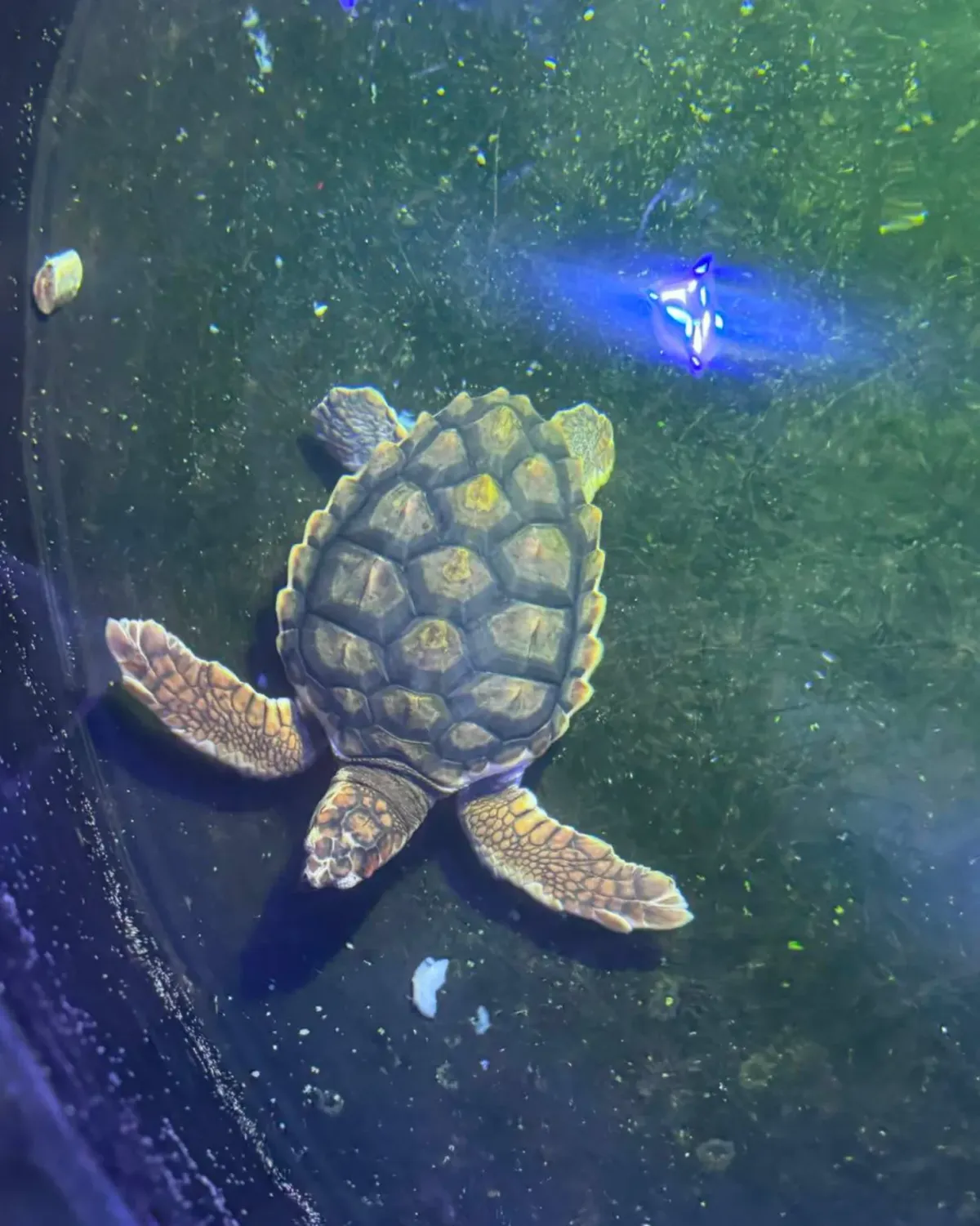 Sea turtle swimming underwater viewed from above, with flippers extended and patterned shell visible. Small fish and particles scattered in the water around it.