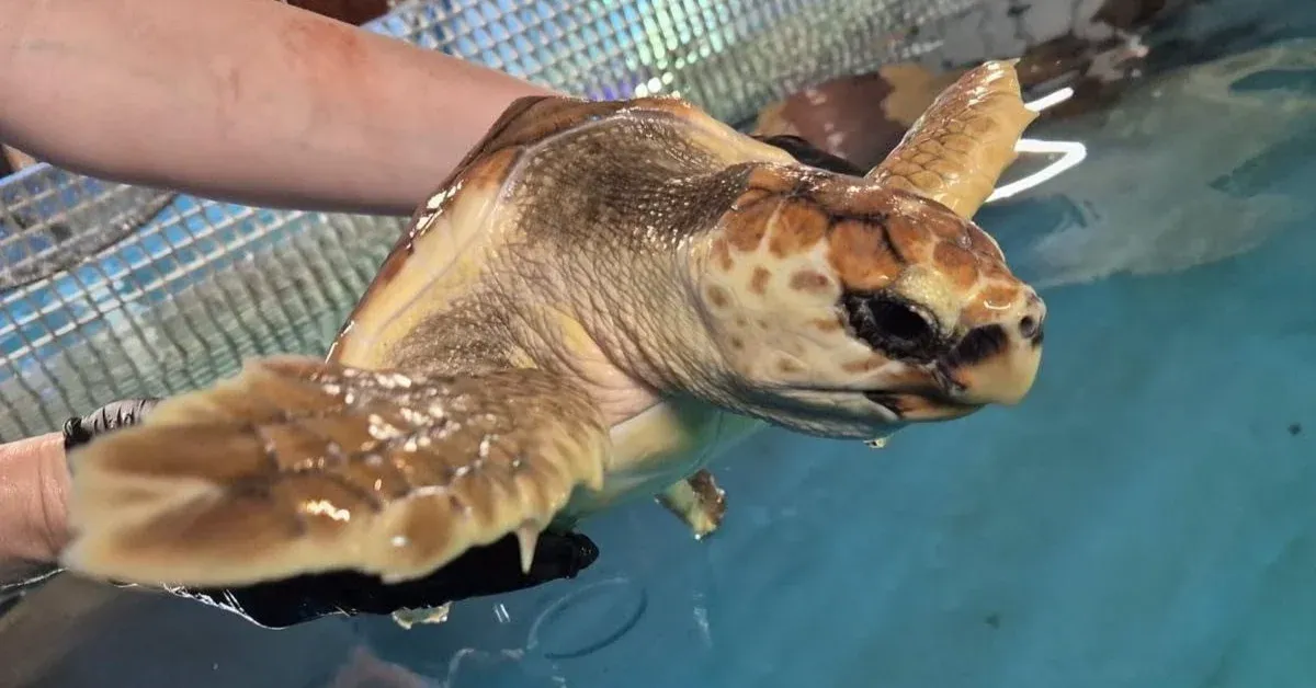 Rare sea turtle flies 1500 miles to be released back into the ocean after being found 'lifeless' on a beach