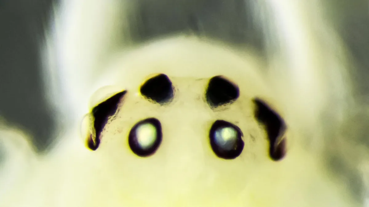 Hawaii's Famous Smiling Spider Just Got a Distant Relative in the Himalayas
