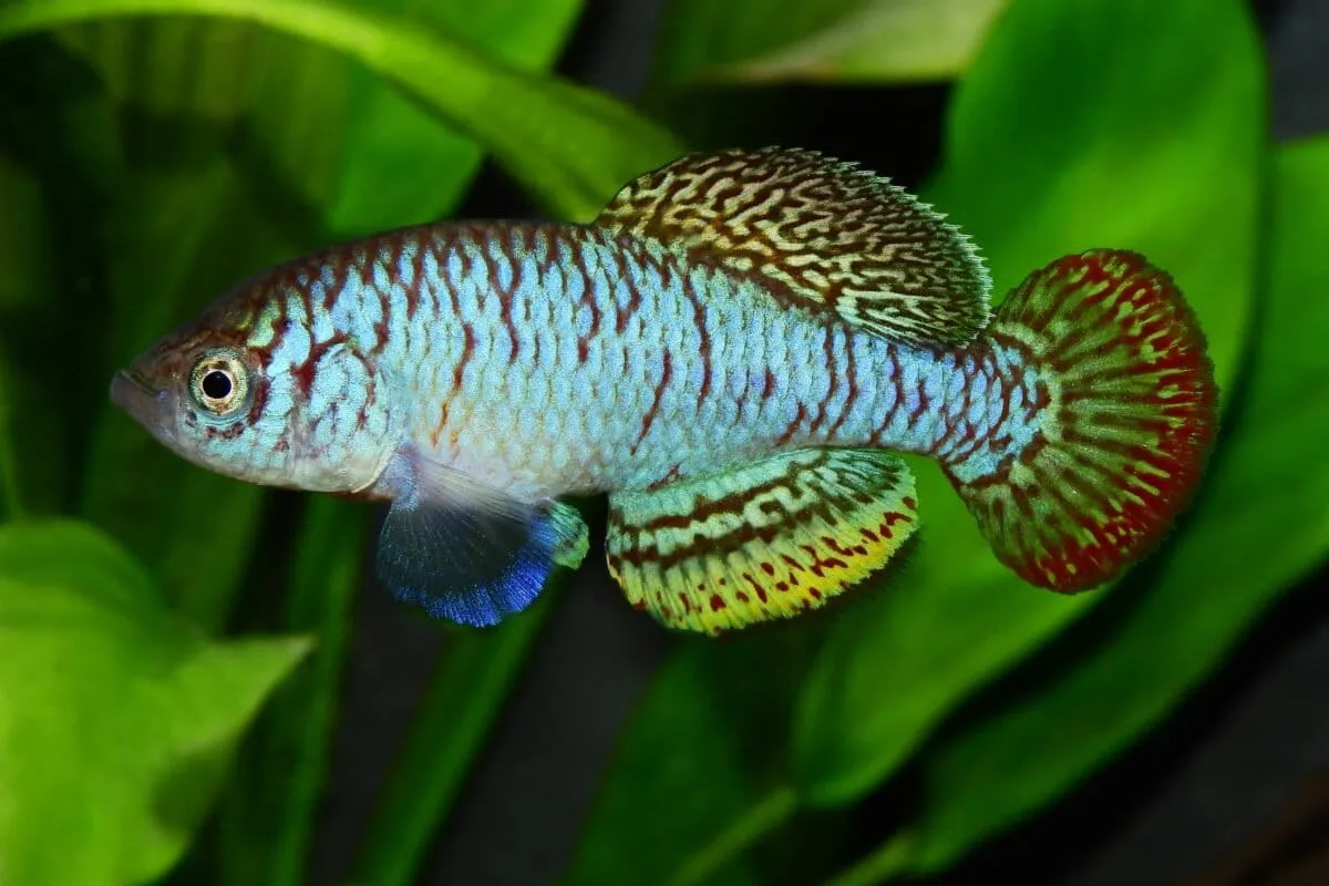 Scientists discovered nearly one new fish species every day in 2025