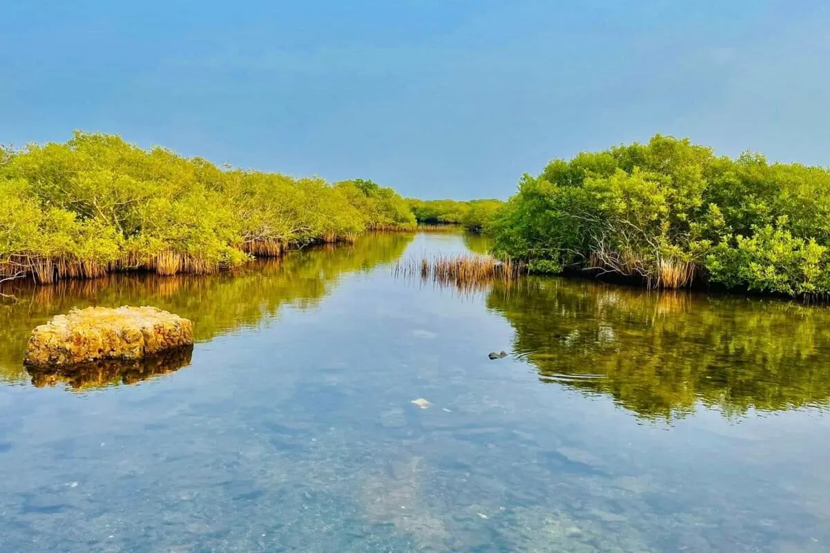 From south to north, Sri Lanka’s cricket dreams undermine fragile ecosystems
