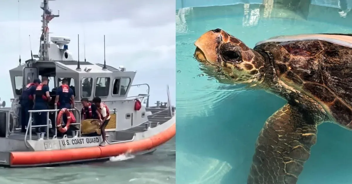 The Coast Guard rescued a loggerhead sea turtle after an anchor line mangled her flipper. See her incredible 4-week recovery