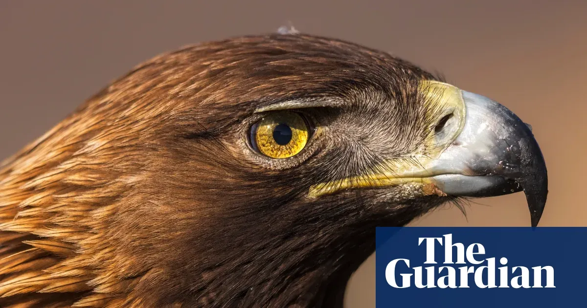 ‘We thought they would ignore us’: how humans are changing the way raptors behave