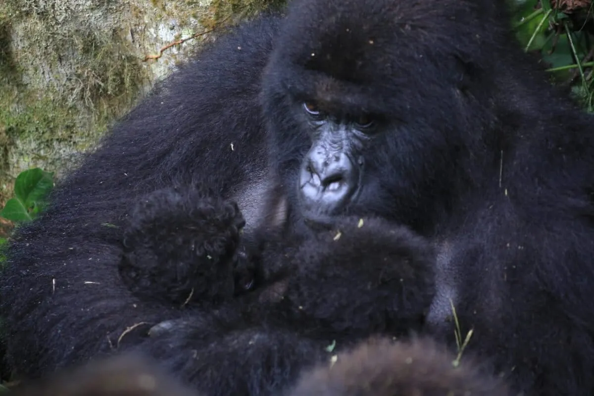 ‘Extraordinary’: Second set of rare mountain gorilla twins born in DRC’s Virunga