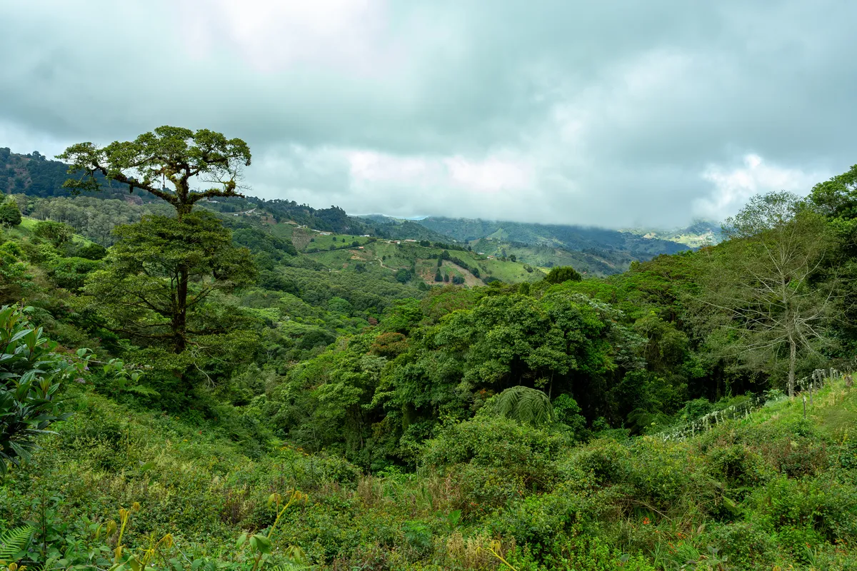 Rainforest biodiversity rebounds within a single generation