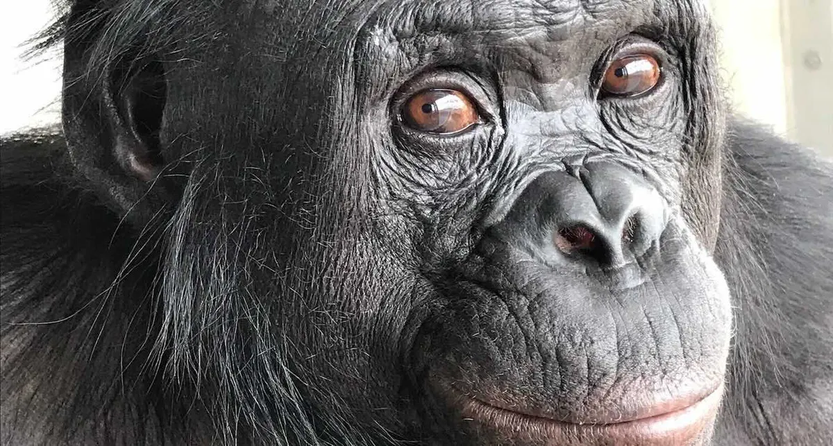 Apes Show Ability to Imagine in ‘Tea Party’ Experiments, and Scientists are Very Excited